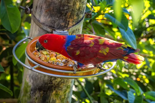 Best Practices For Feeding Apples To Parrots