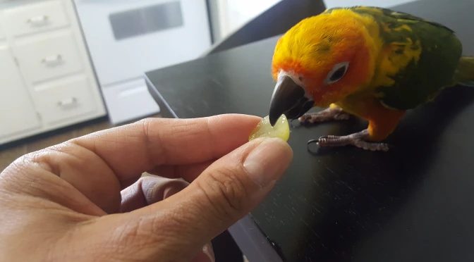 Best Practices For Offering Pineapple To Parrots