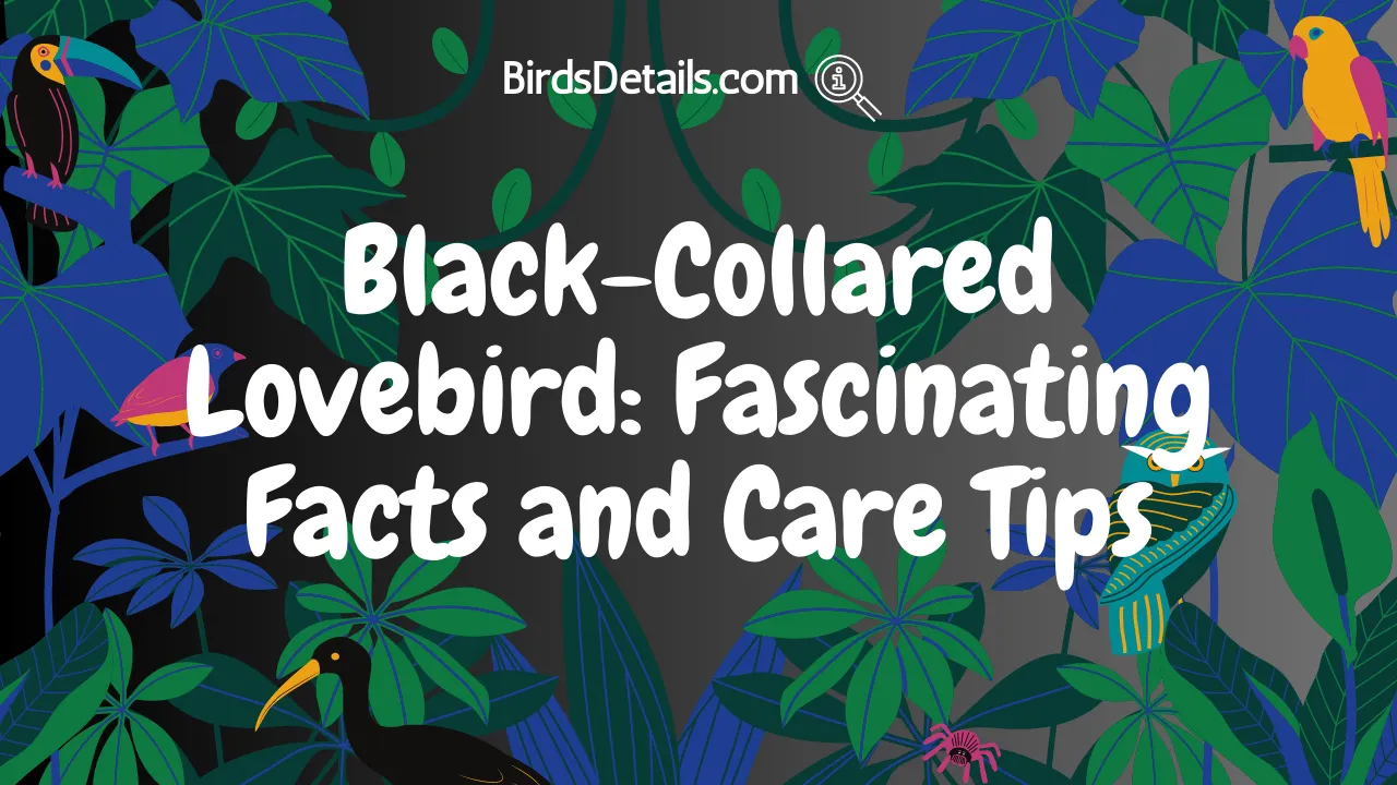 Black-Collared Lovebird