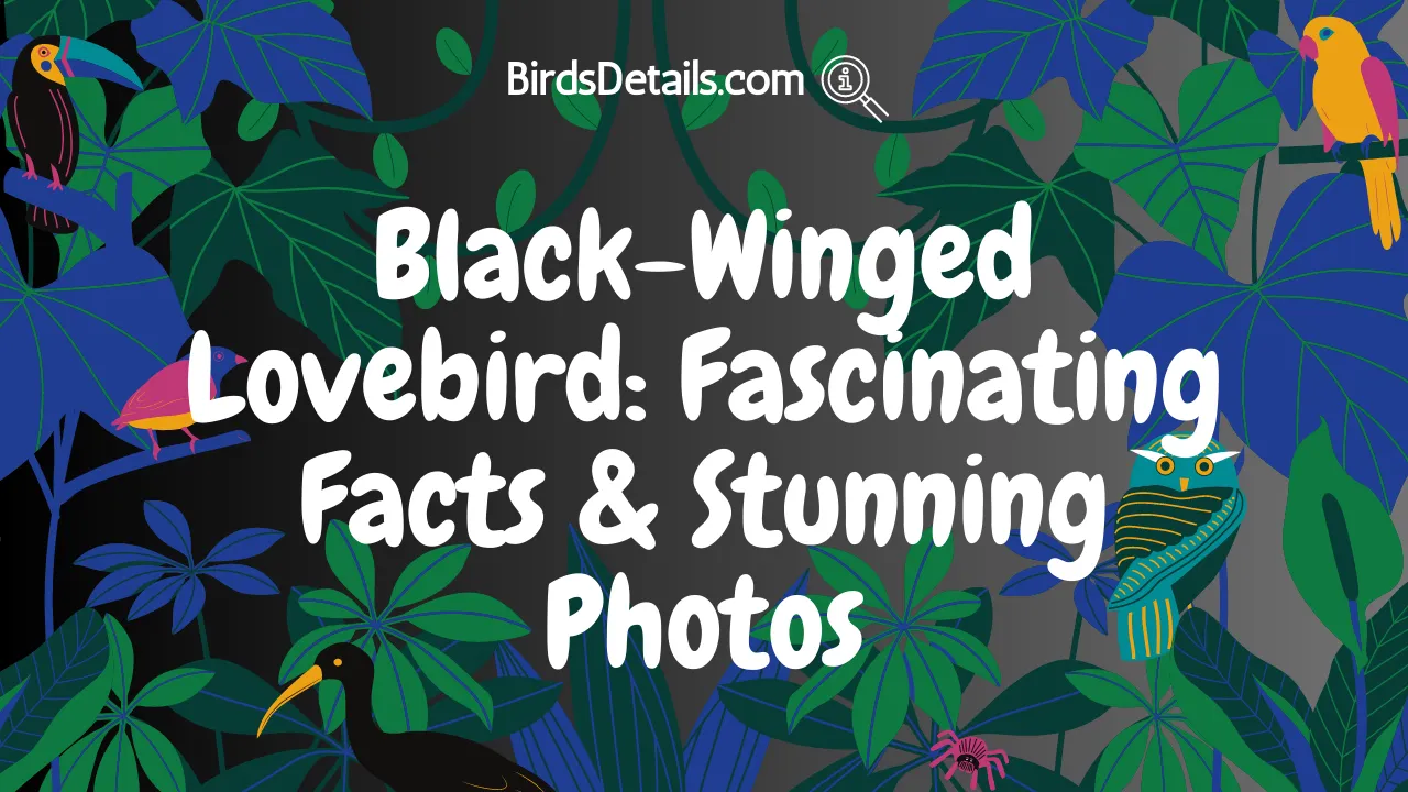Black-Winged Lovebird