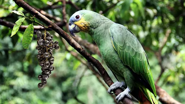 Blackberries As A Training Tool For Parrots