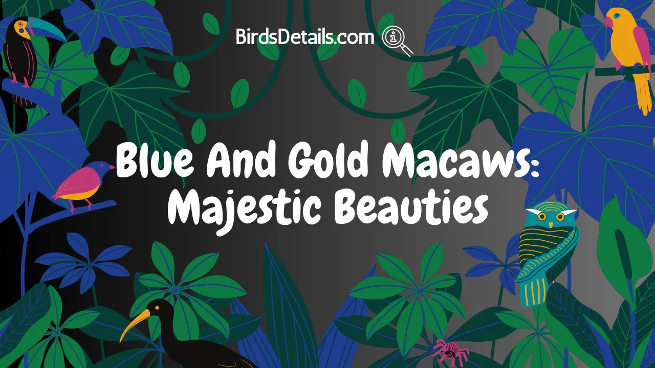 Blue And Gold Macaws