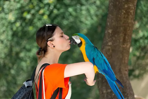 Bonding with One Person and Affectionate Behavior of Macaws