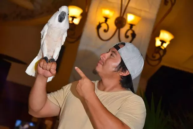 Bonding with Your White Macaw