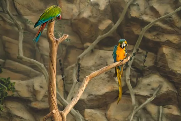 Breeding And Reproduction Of Guacamayo Birds