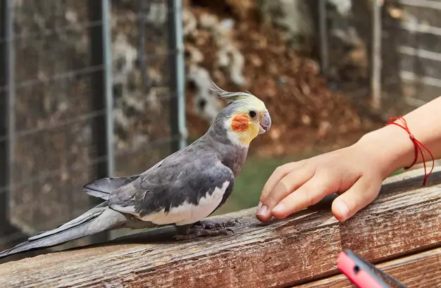 Breeding Possibilities of Pearl Pied, Pied, and Cinnamon Pearl Cockatiels