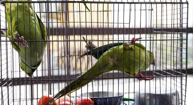 Building a Bond with Your Pet Lovebird