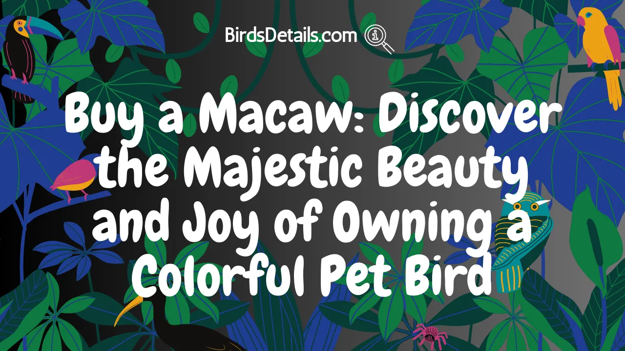 Buy a Macaw
