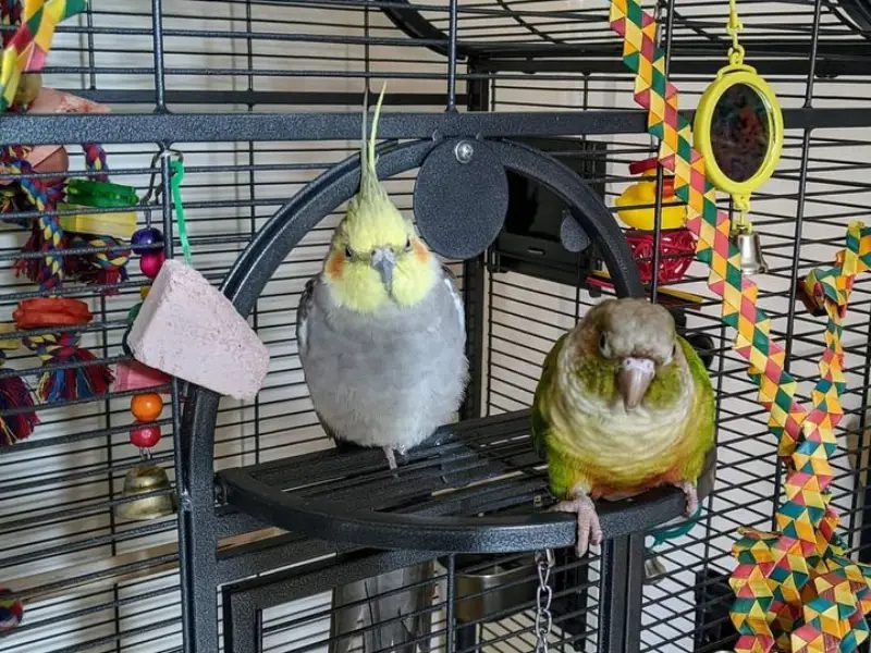 Cage Size Requirements for Cockatiels and Conures