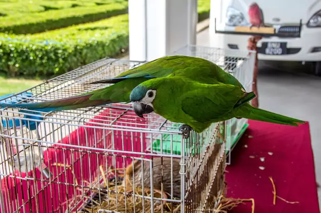 Cage and Housing Requirements for Pet Conures