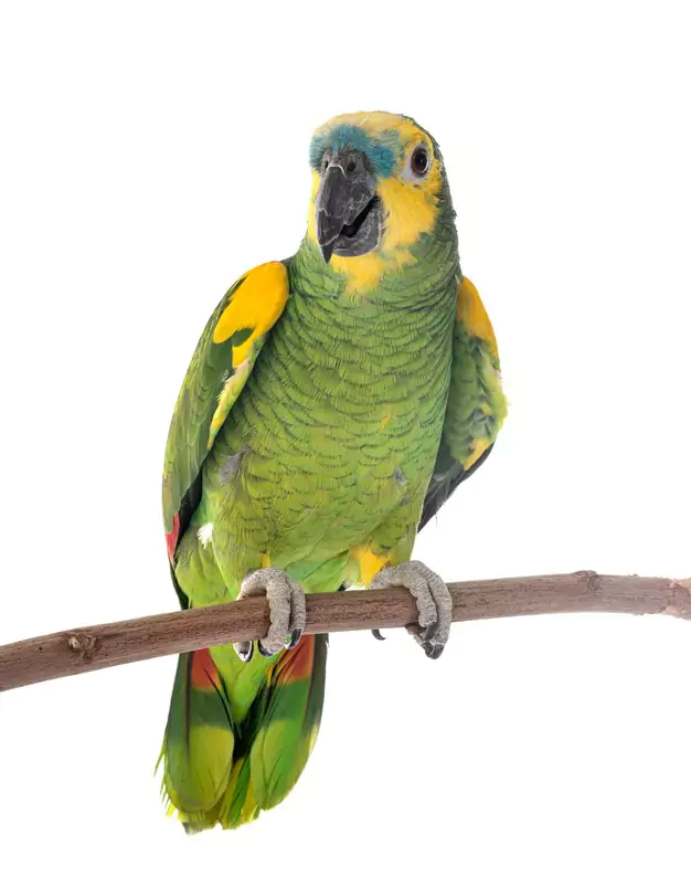 Care Guide for Red Bellied Macaw Owners Housing, Diet, and Enrichment