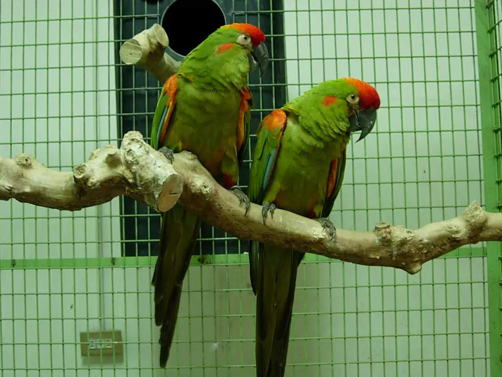 Care Guide for Red-fronted Macaws