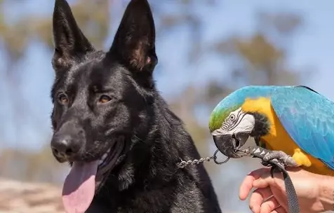 Caring For Macaws And Dogs In Harmony