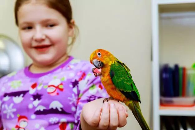 Caring For Your Baby Macaw Parrot