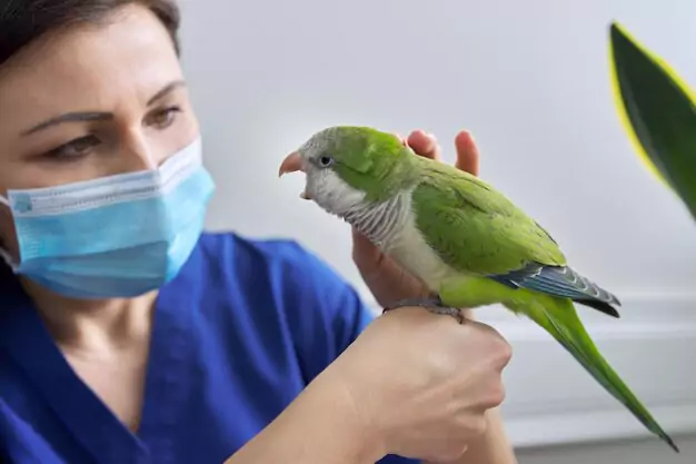 Caring for Illiger Macaw as a Pet Dietary Needs