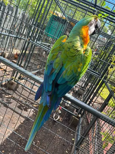 Case Studies And Examples Of Macaw Adaptations