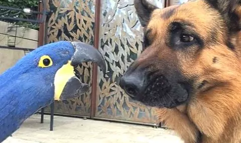 Case Studies: Real-Life Stories Of Macaw-Dog Connections