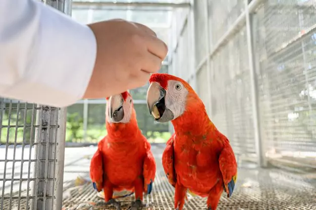 Challenges of Owning a Macaw as a Pet