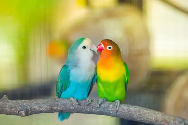 Characteristics and Traits of Black-Collared Lovebirds