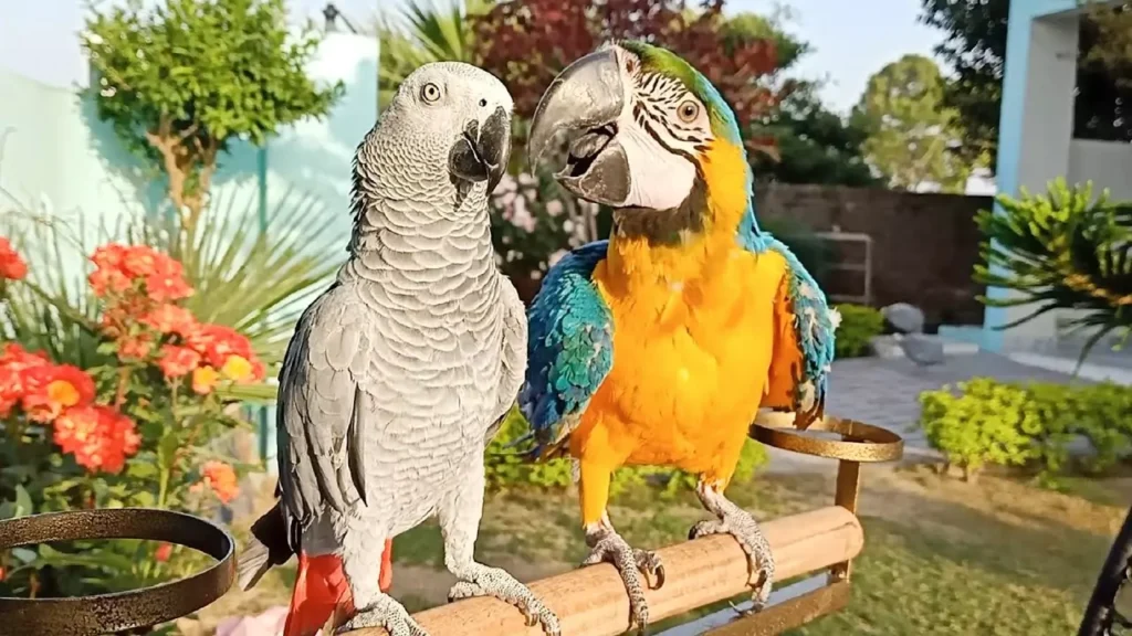 Characteristics and Traits of Macaws vs African Greys