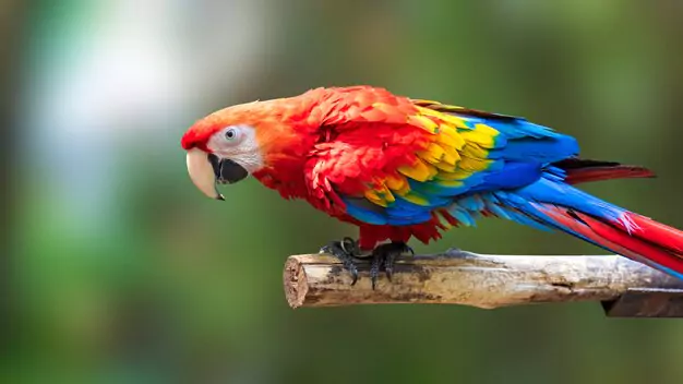 Characteristics and Traits of the Flame Macaw A Beautiful Hybrid