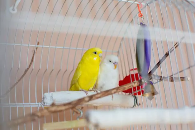 Cleaning And Sanitizing A Bird’s Living Space