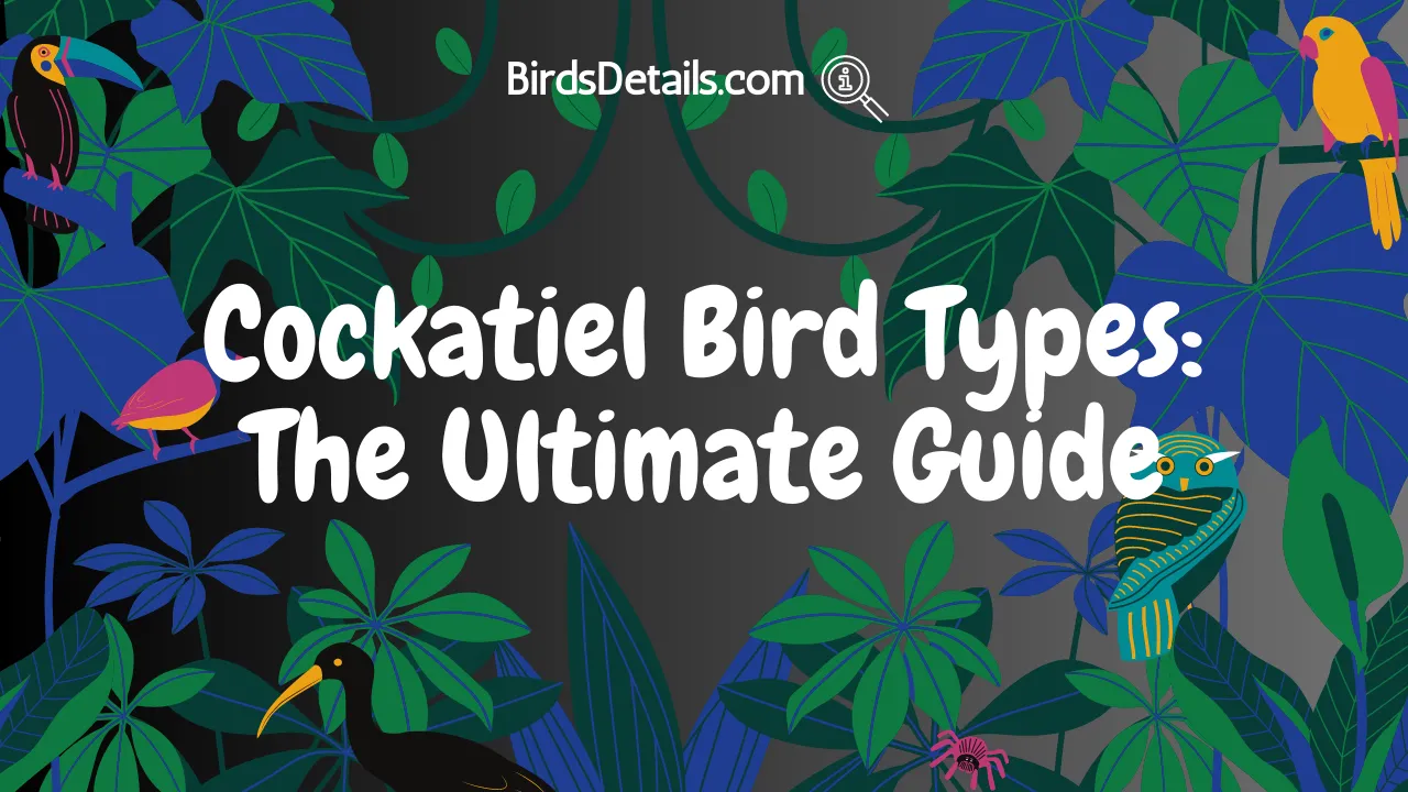 Cockatiel Bird Types
