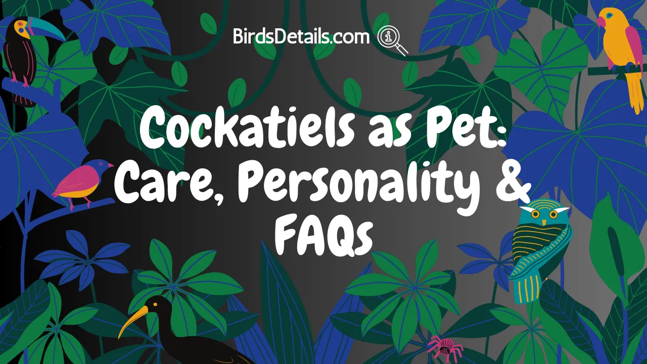 Cockatiels as Pet