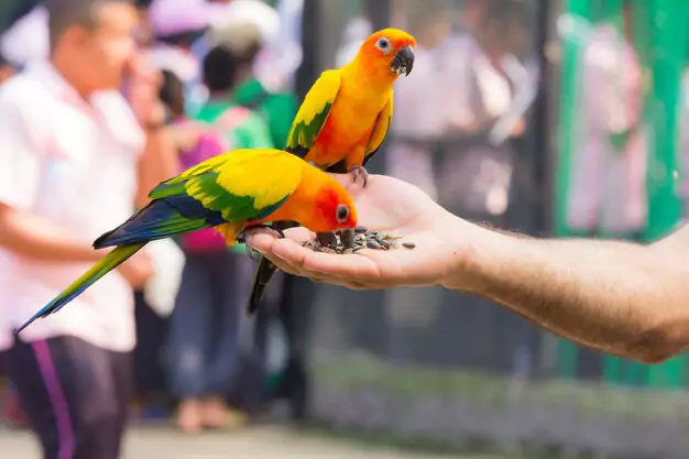 Colors and Markings of Golden Conures