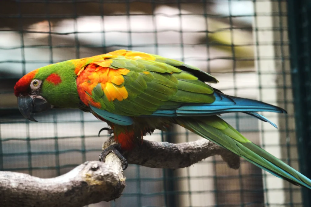 Common Behavioral Traits of the Red-fronted Macaw