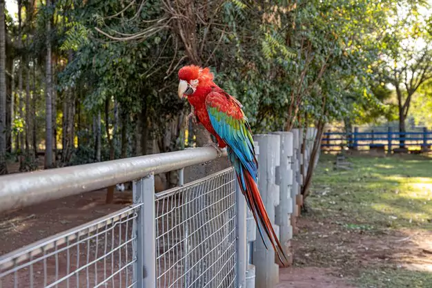 Common Health Issues In Macaws