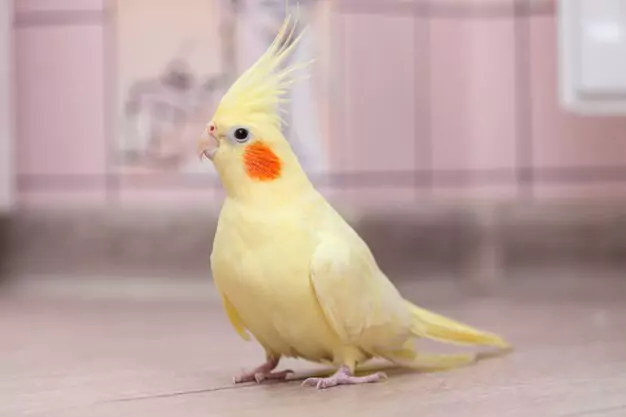 Common Health Issues in Cockatiels and Their Types