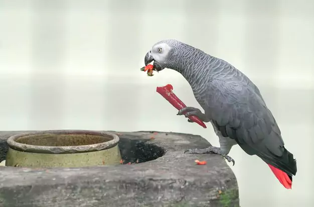 Common Health Problems for Macaws African Greys
