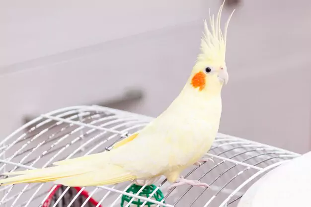 Common Health Problems in Cockatiels as Pet