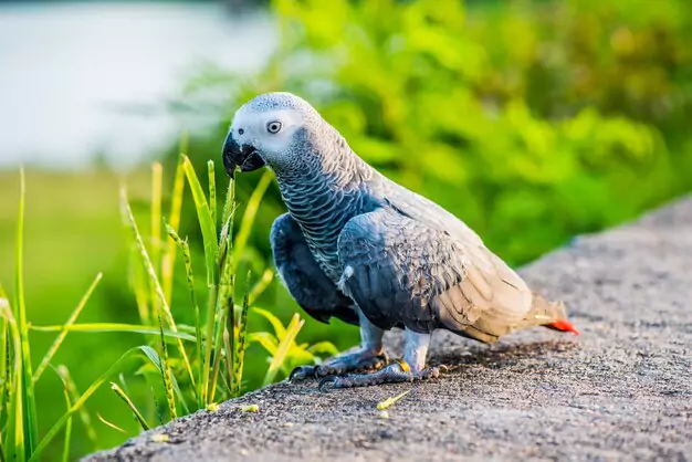 Common Parrot Species And Their Lifespans