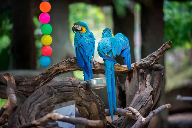 Communication And Vocalization Of The Blue Throated Macaw
