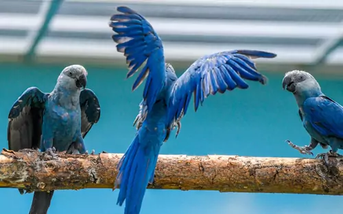 Conservation Efforts And Future Outlook Of Spix Macaws’ Lifespan