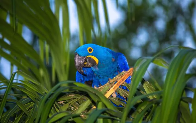 Conservation Efforts And Supporting The Blue Macaw Population