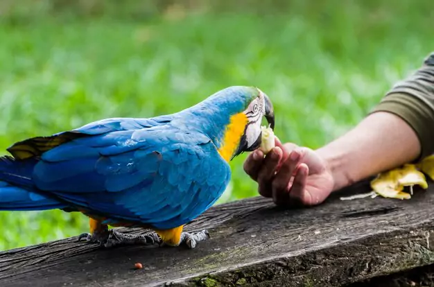 Conservation Efforts For The Blue Throated Macaw