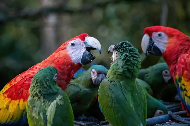 Conservation Efforts Protecting Macaws From Extinction