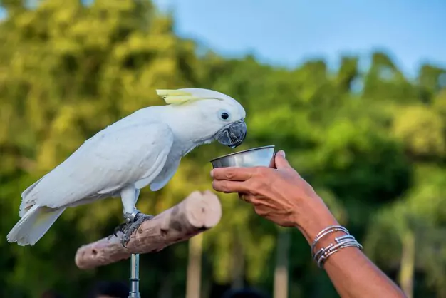 Conservation Efforts for Cacatua
