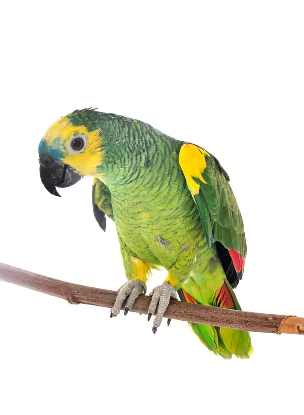 Considering a Red-Bellied Macaw as a Pet Traits and History