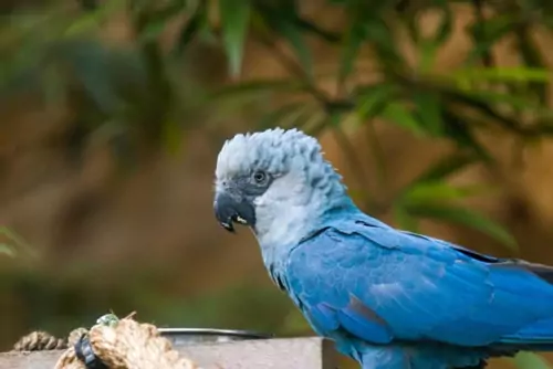 Cost Considerations For Purchasing A Spix Macaw