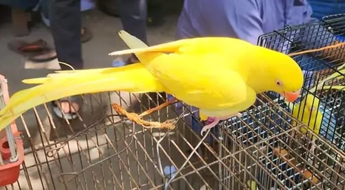 Cost-Effective Yellow Parrot Care Tips