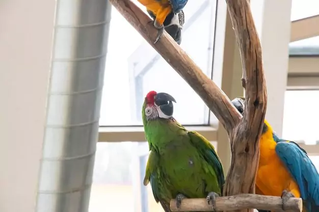 Creating A Safe And Enriching Home For Your Macaw