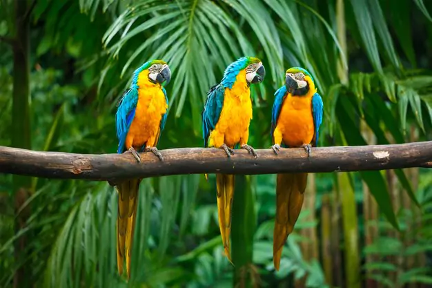 Current Price Range Of Blue And Gold Macaws
