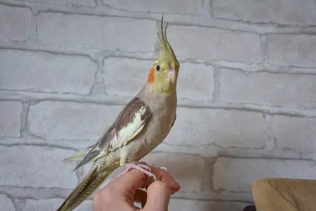 Diet Requirements of a Pearl Cockatiel