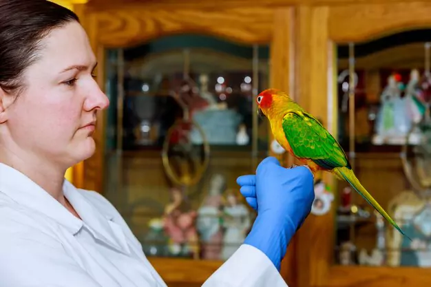 Diet and Nutrition for Black-Collared Lovebirds