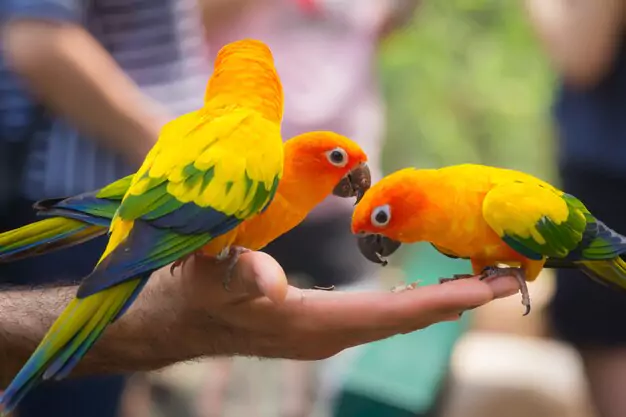 Diet and Nutrition for Increasing the Lifespan of Golden Conures