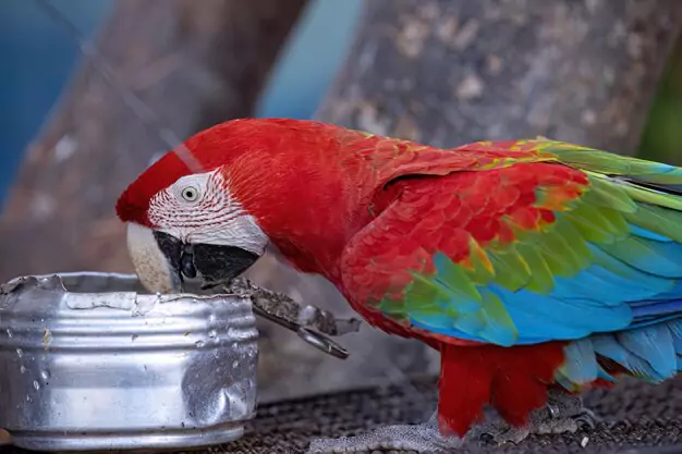 Diet and Nutrition for Macaws